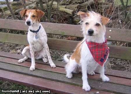 Kromfohrländer Hunde Foto 11898 Kromfohrländer Banja vom Teglinger Bach (rechts) mit Tochter Amy von der Aragorner Höhle
