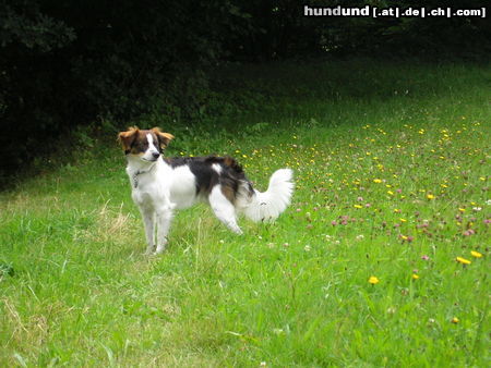 Kromfohrländer Hunde Foto 26384 in höherer Auflösung ansehen Kromfohrländer Beppo vom Burgkopf