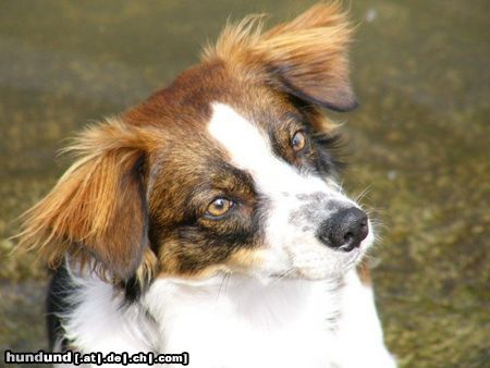 Kromfohrländer Hunde Foto 26382 in höherer Auflösung ansehen Kromfohrländer Beppo vom Burgkopf