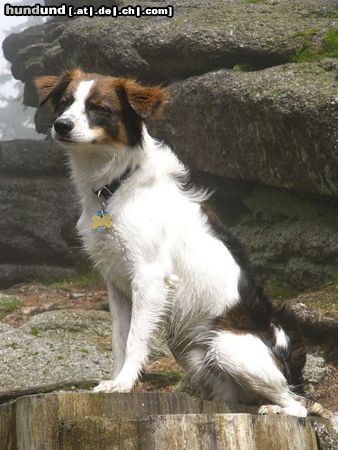 Kromfohrländer Hunde Foto 26385 in höherer Auflösung ansehen Kromfohrländer Beppo vom Burgkopf