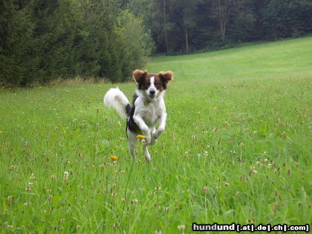 Kromfohrländer Beppo vom Burgkopf