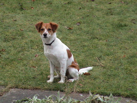 Kromfohrländer Hunde Foto 28165 Kromfohrländer Biene von der Heidehummel mit 5 1/2 Mon.