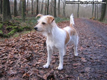 Kromfohrländer Hunde Foto 7766 Kromfohrländer Banja vom Teglinger Bach