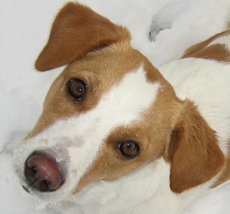 Kromfohrländer Hunde Foto 27748 in höherer Auflösung ansehen Kromfohrländer Ashanti von Asowe