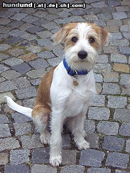 Kromfohrländer Hunde Foto 16923 in höherer Auflösung ansehen Kromfohrländer Fango vom Isarflimmern
