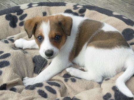 Kromfohrländer Hunde Foto 41367 in höherer Auflösung ansehen Kromfohrländer Charly von Asowe