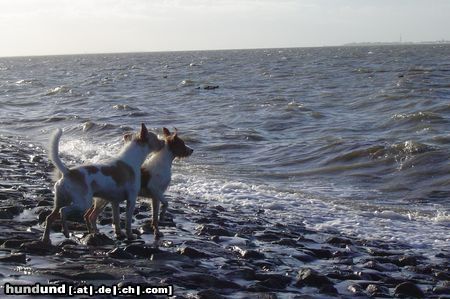Kromfohrländer Hunde Foto 18284 in höherer Auflösung ansehen Kromfohrländer Fips und C-Shell an der Nordsee