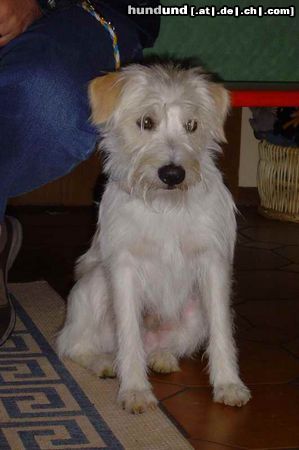 Kromfohrländer Hunde Foto 25233 in höherer Auflösung ansehen Kromfohrländer Frascati vom Isarflimmern