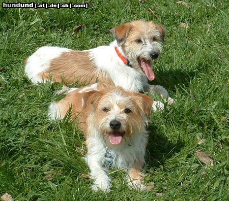Kromfohrländer Hunde Foto 10947 Kromfohrländer FINE und ERBSE - 2 Kromi-Damen