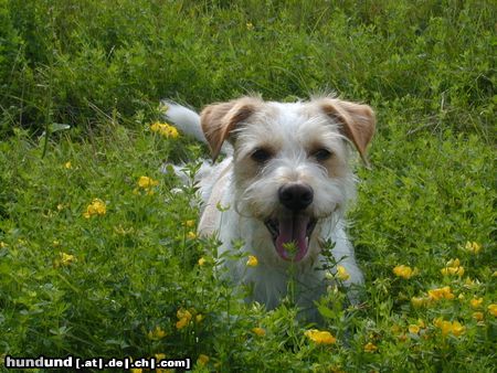 Kromfohrländer Hunde Foto 13915 Kromfohrländer Fips in der Sommerwiese