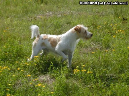 Kromfohrländer Hunde Foto 13916 Kromfohrländer Fips
