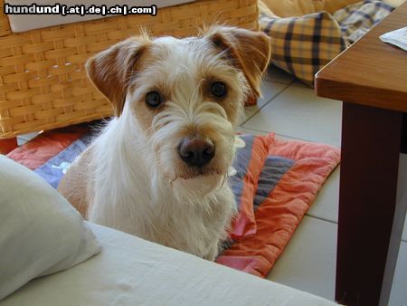 Kromfohrländer Hunde Foto 18285 in höherer Auflösung ansehen Kromfohrländer Schau mir in die Augen Kleines