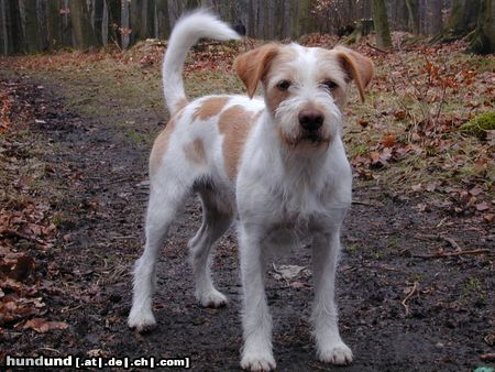 Kromfohrländer Hunde Foto 19730 in höherer Auflösung ansehen Kromfohrländer Fips