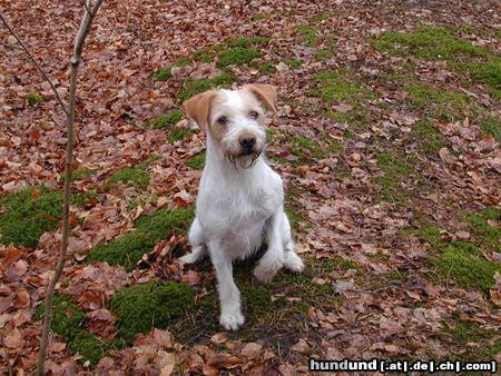 Kromfohrländer Hunde Foto 19729 in höherer Auflösung ansehen Kromfohrländer Fips