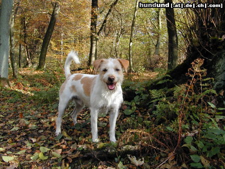 Kromfohrländer Hunde Foto 26283 in höherer Auflösung ansehen Kromfohrländer Fips
