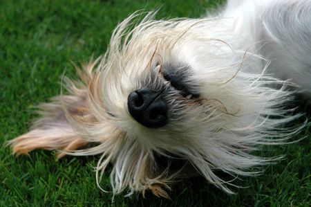 Kromfohrländer Hunde Foto 39903 in höherer Auflösung ansehen Kromfohrländer Fango vom Isarflimmern spielt den Clown