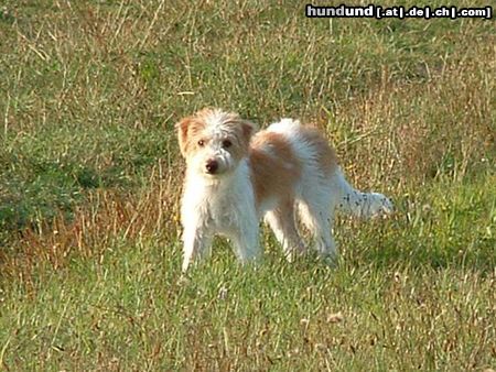 Kromfohrländer Hunde Foto 10694 Kromfohrländer Dolce vita-Angel vom Isarflimmern