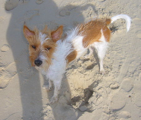 Kromfohrländer >>Ronja<< (Bella vom Lindscheid) in Holland, Domburg