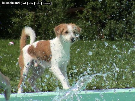 Kromfohrländer Hunde Foto 4729 Kromfohrländer Atticus (Frodo) hinter der Vest