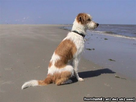 Kromfohrländer Hunde Foto 4730 Kromfohrländer Atticus (Frodo) hinter der Vest