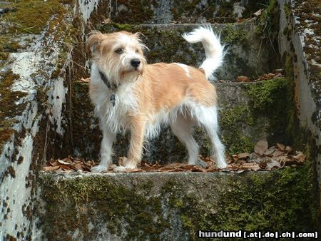 Kromfohrländer Hunde Foto 9385 Kromfohrländer Fine von der Napoleonsnase