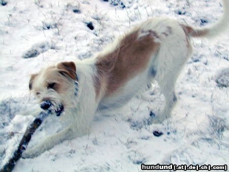 Kromfohrländer Hunde Foto 2699 Kromfohrländer Fips von der Napoleonsnase