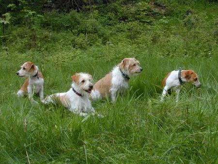 Kromfohrländer Hunde Foto 763 Kromfohrländer Kleinfamilie Dustin, Fips, Bella und Knöppi