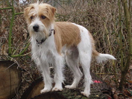 Kromfohrländer Hunde Foto 30717 Kromfohrländer Flax vom Steenbrook