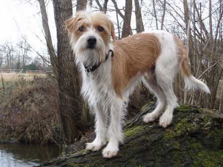 Kromfohrländer Hunde Foto 30718 in höherer Auflösung ansehen Kromfohrländer Flax vom Steenbrook