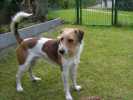 Kromfohrländer Hunde Foto 39905 Kromfohrländer Farlo von der Dalbek