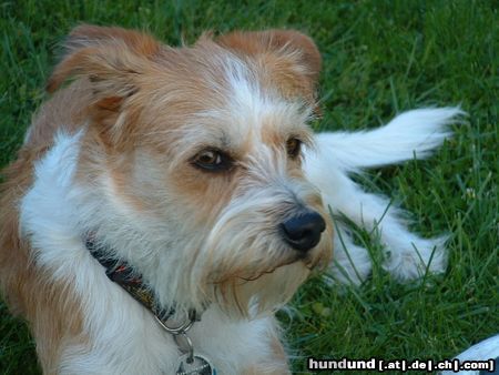Kromfohrländer Hunde Foto 4568 Kromfohrländer Fine von der Napoleonsnase
