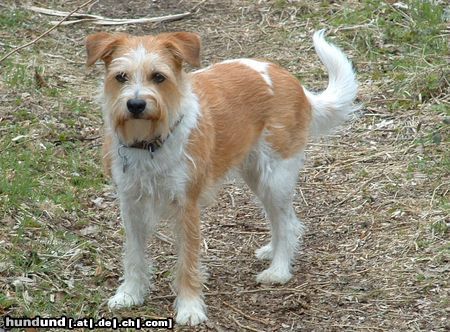 Kromfohrländer Hunde Foto 3166 Kromfohrländer Fine von der Napoleonsnase