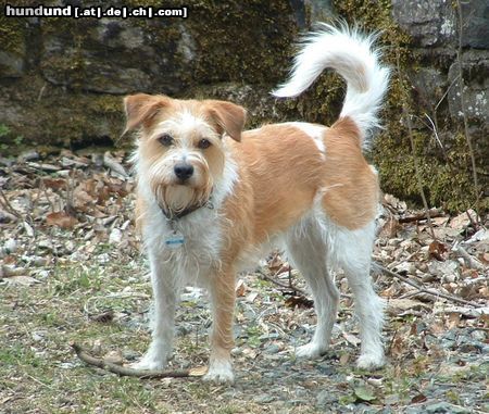 Kromfohrländer Hunde Foto 3215 Kromfohrländer Fine von der Napoleonsnase