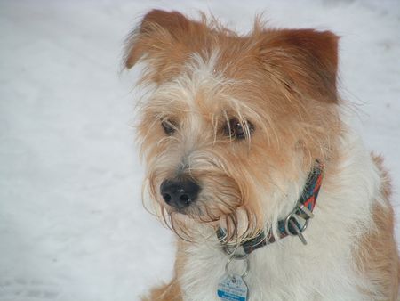 Kromfohrländer Hunde Foto 2557 Kromfohrländer Fine von der Napoleonsnase - im Schnee.