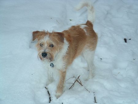 Kromfohrländer Hunde Foto 2559 Kromfohrländer Fine von der Napoleonsnase.