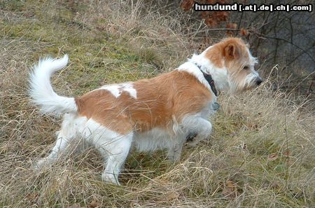 Kromfohrländer Hunde Foto 17718 Kromfohrländer FINE VON DER NAPOLEONSNASE