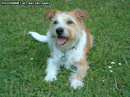 Kromfohrländer Hunde Foto 22341 Kromfohrländer Fine von der Napoleonsnase