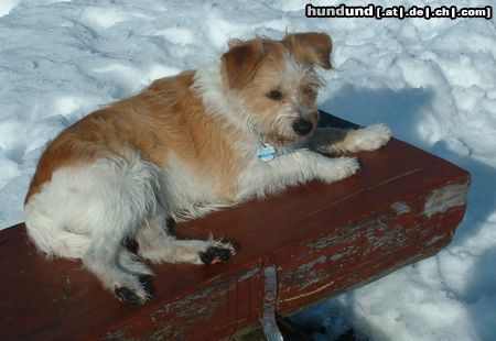 Kromfohrländer Hunde Foto 2679 Kromfohrländer Fine von der Napoleonsnase