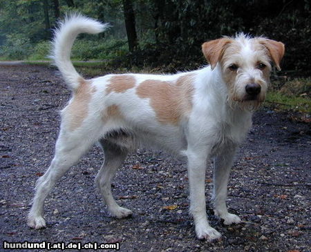 Kromfohrländer Hunde Foto 25596 in höherer Auflösung ansehen Kromfohrländer Fips von der Napoleonsnase mit 5 1/2 Jahren
