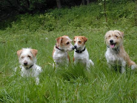 Kromfohrländer Hunde Foto 731 Kromfohrländer Links unser Hund Fips von der Napoleonsnase (rauhaarig, hellgeboren) mit den Söhnen Dustin vom Hoppenberg (rauhhaarig, dunkelbeboren) und Don Knöppken vom Hoppenberg (glatthaarig dunkelgeboren) und rechts die Mutter des D-Wurfes vom Hoppenberg, Bellona vom Hoppenberg (rauhaarig, dunkelgeboren).