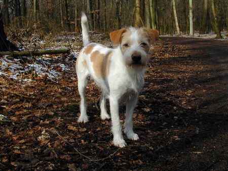 Kromfohrländer Hunde Foto 30064 in höherer Auflösung ansehen Kromfohrländer Fips