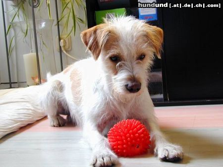 Kromfohrländer Hunde Foto 6957 Kromfohrländer Fips