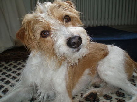 Kromfohrländer Hunde Foto 30716 Kromfohrländer Flax vom Steenbrook