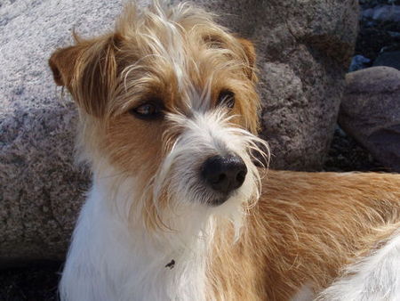 Kromfohrländer Hunde Foto 33200 Kromfohrländer Flax vom Steenbrook