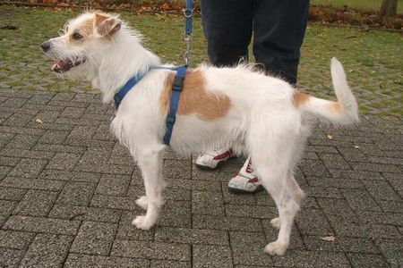 Kromfohrländer Hunde Foto 27429 Kromfohrländer Kromfohrländerrüde 1 Jahr