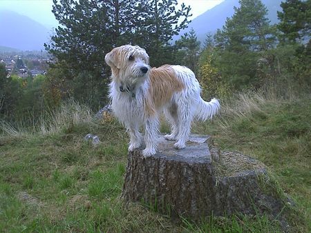 Kromfohrländer Bintu in Garmisch