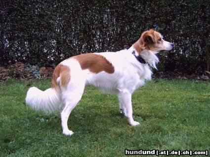 Kromfohrländer Hunde Foto 17246 in höherer Auflösung ansehen Kromfohrländer Dies ist Atego vom glatten Kiesel