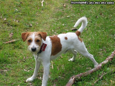 Kromfohrländer Hunde Foto 10686 Kromfohrländer Eddy