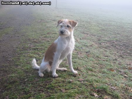 Kromfohrländer Hunde Foto 11081 Kromfohrländer Erbse vom Isarflimmern