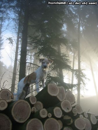 Kromfohrländer Hunde Foto 9207 Kromfohrländer Erbse vom Isarflimmern